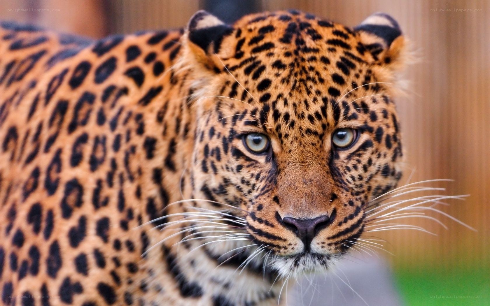Close-up of a leopard