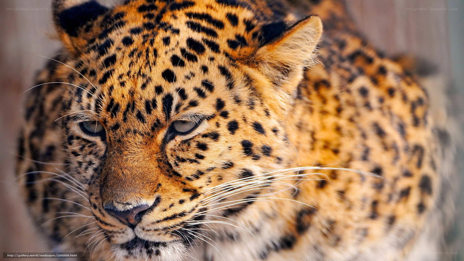 Close-up of a leopard