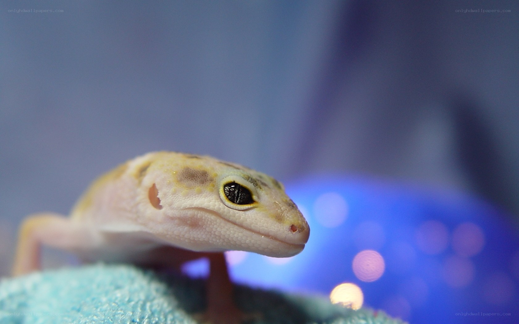 close-up of a leopard gecko