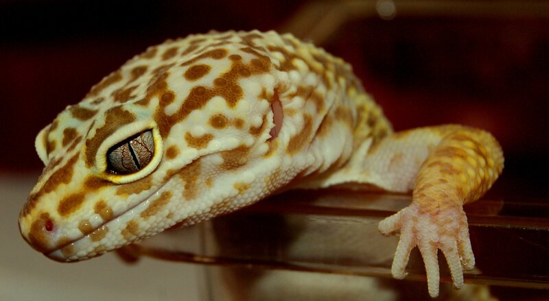 close-up of a leopard gecko
