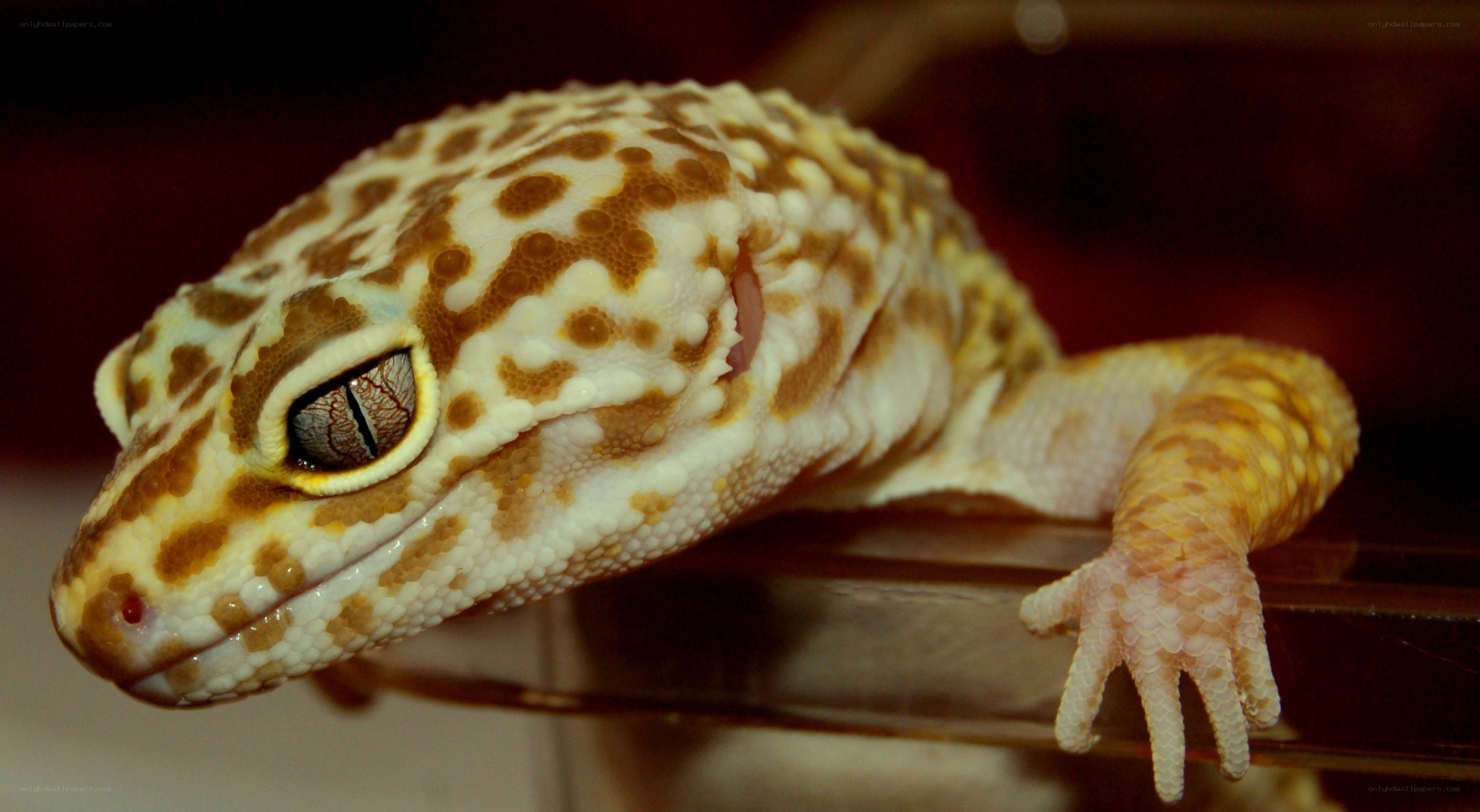 close-up of a leopard gecko