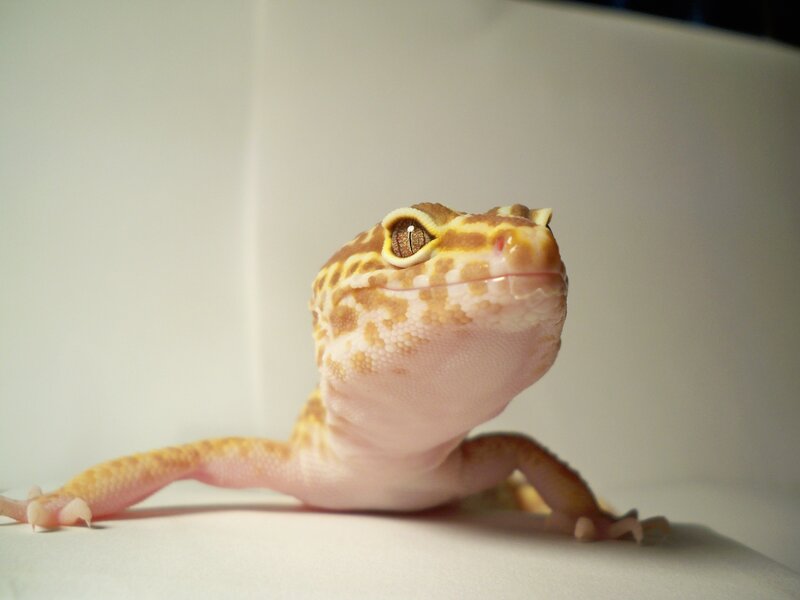 close-up of a leopard gecko