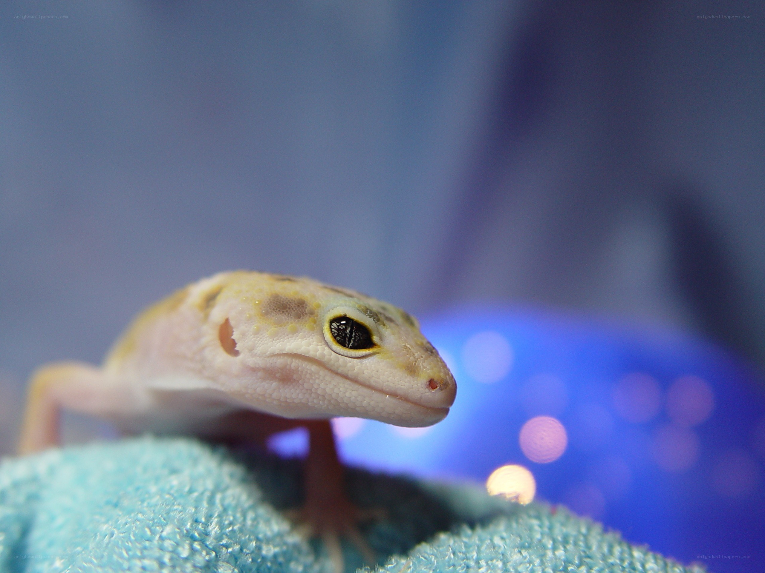 close-up of a leopard gecko