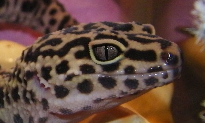 close-up of a leopard gecko