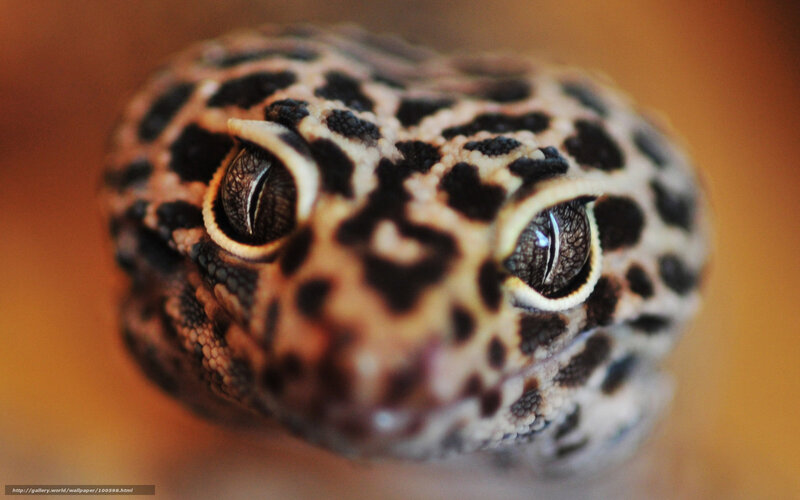 close-up of a leopard gecko