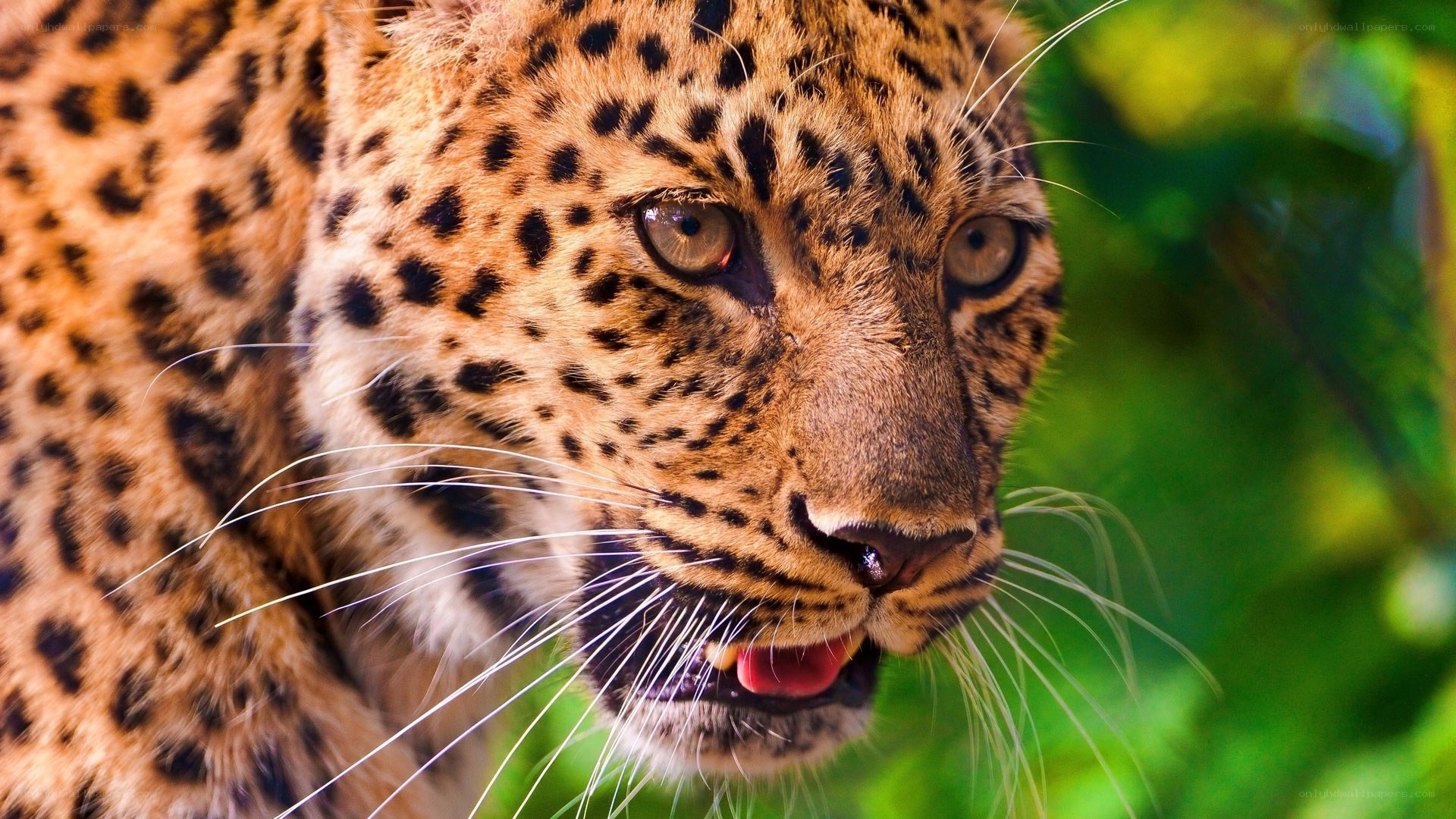 Close-up of a leopard in the wild