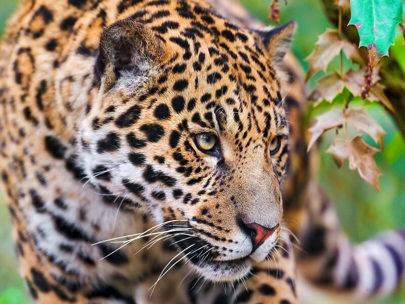 Close-up of a leopard in the wild