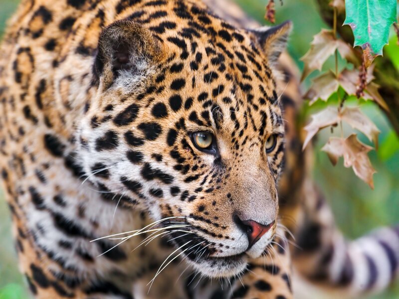 Close-up of a leopard in the wild