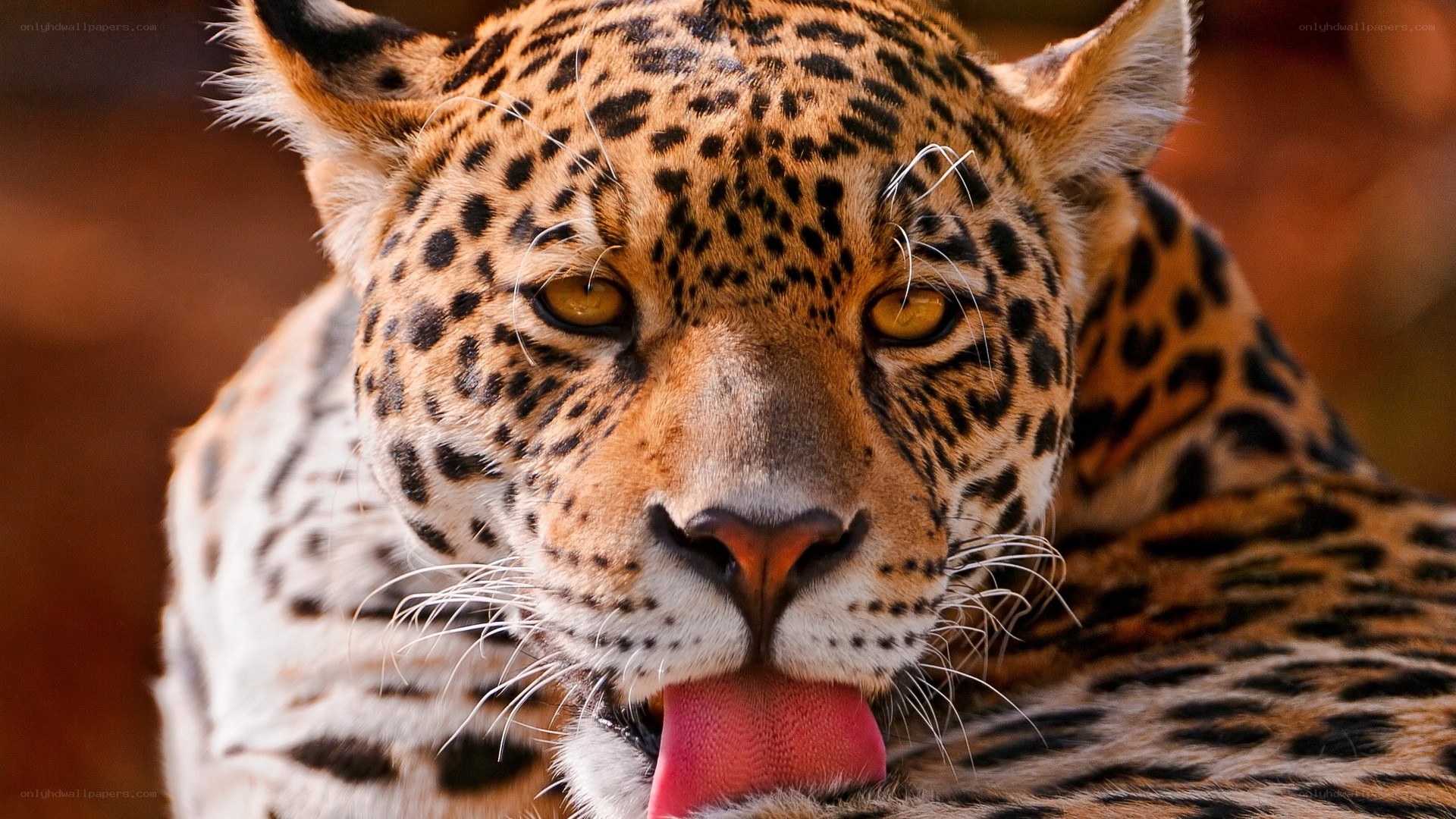 Close-up of a leopard licking