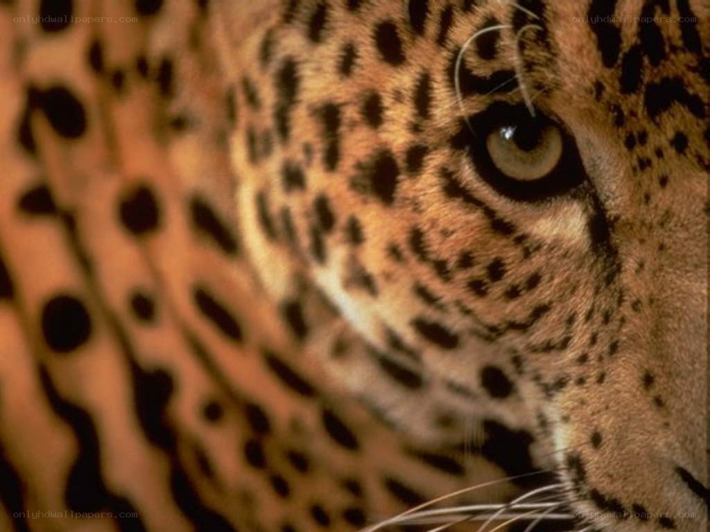 close-up of a leopard's eye