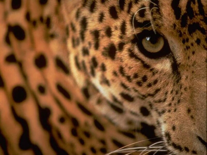 close-up of a leopard's eye