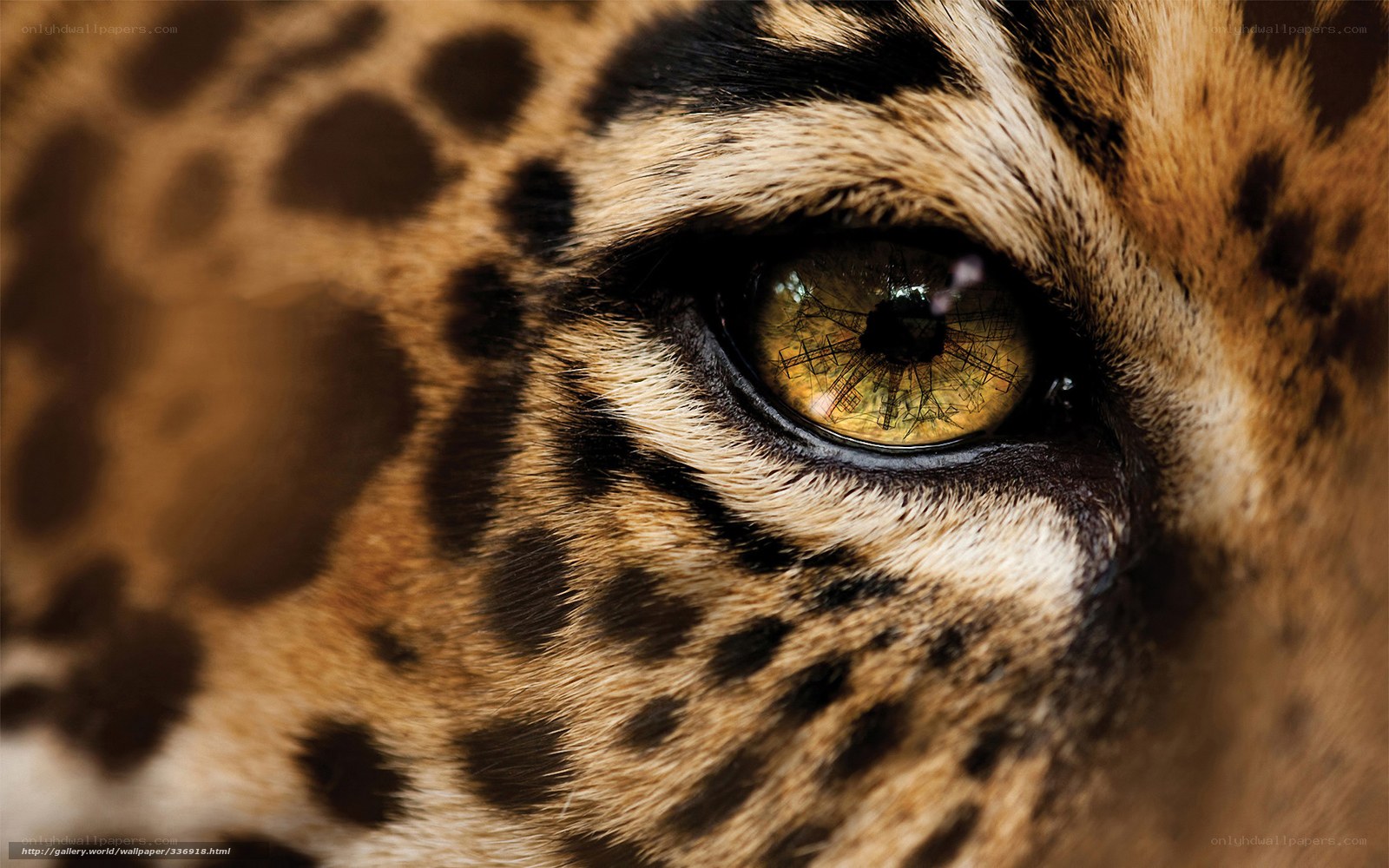 Close-up of a leopard's eye