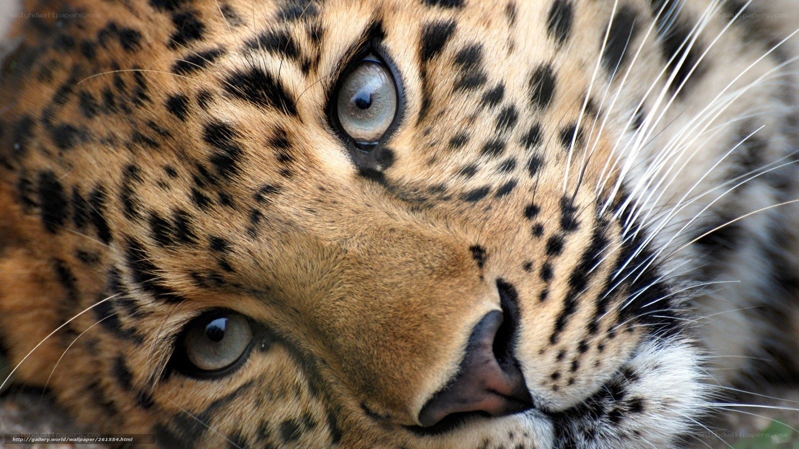 close-up of a leopard's face