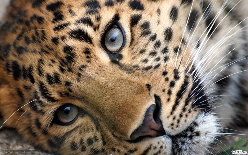 Close-up of a leopard's face