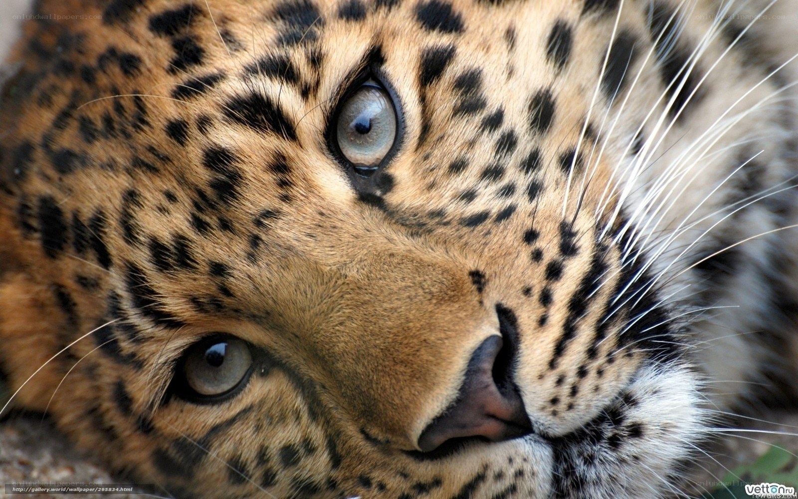 Close-up of a leopard's face