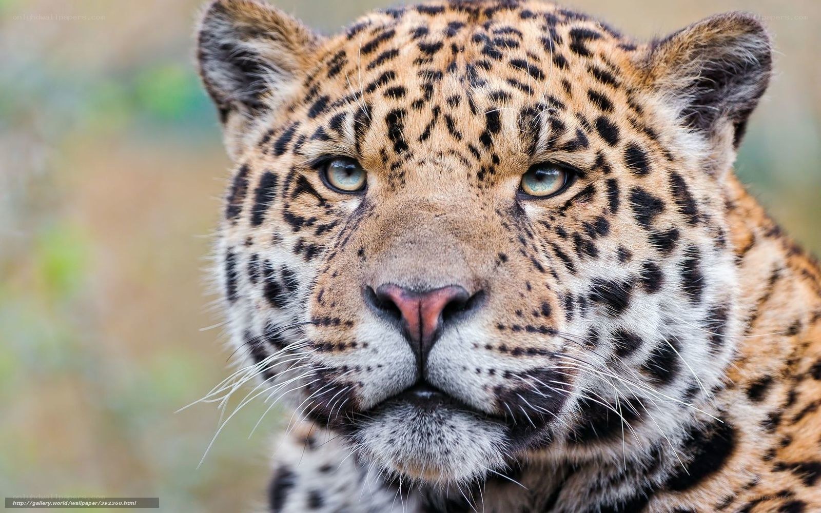 Close-up of a leopard's face