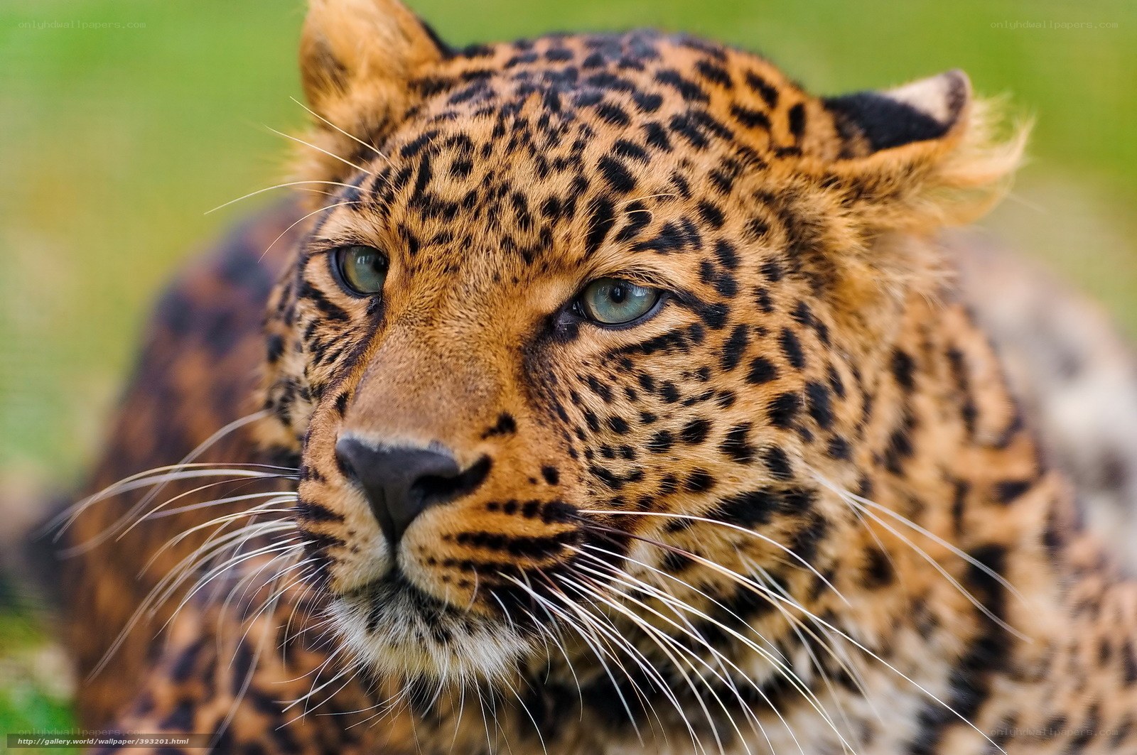 Close-up of a leopard's face