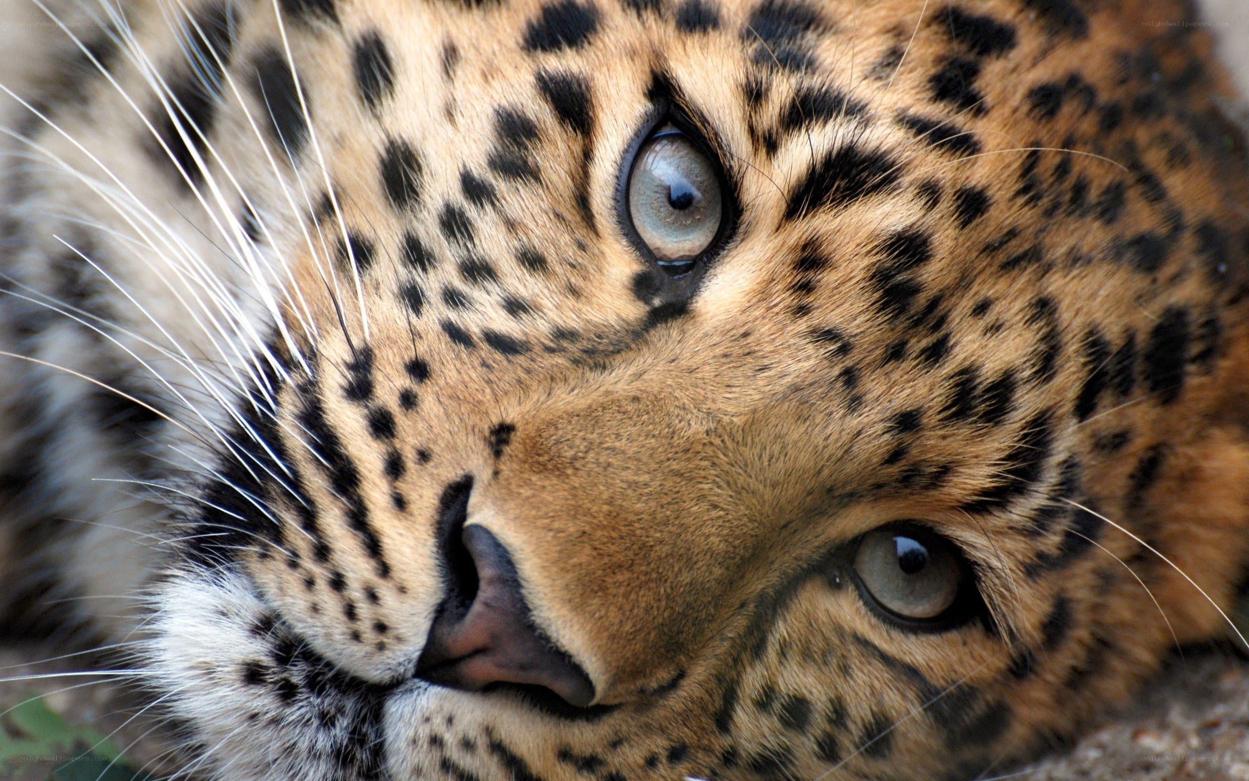 close-up of a leopard's face