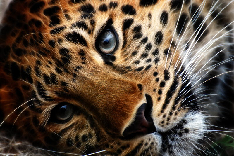 close-up of a leopard's face