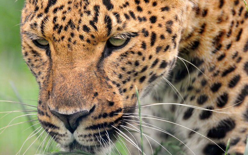Close-up of a leopard's face