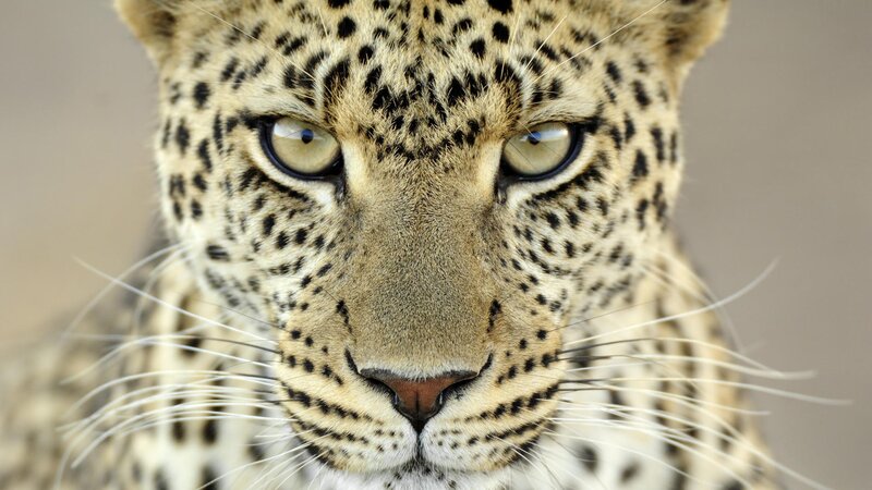 Close-up of a leopard's face