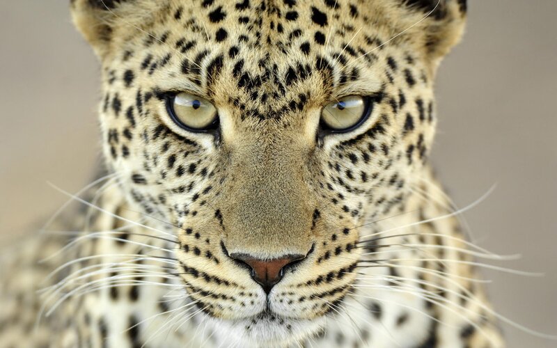 close-up of a leopard's face