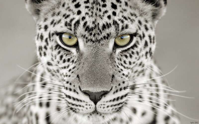 Close-up of a leopard's face