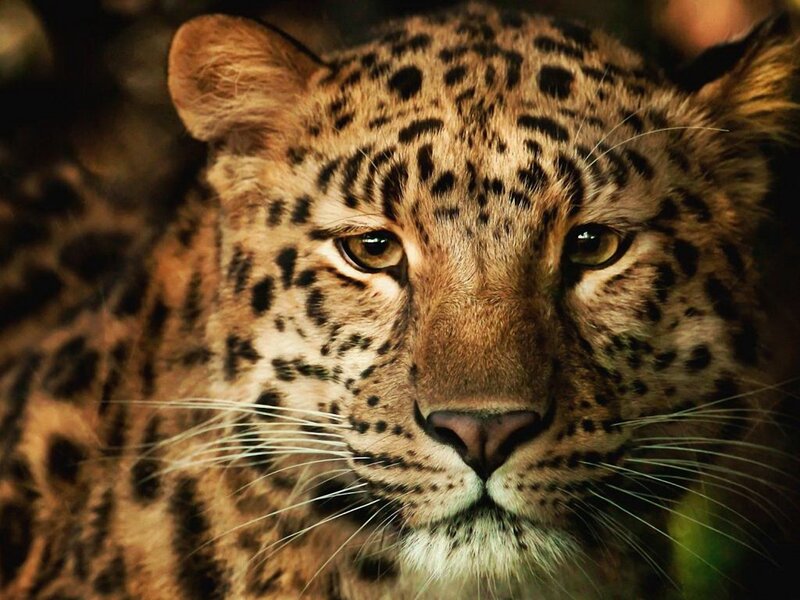 Close-up of a leopard's face