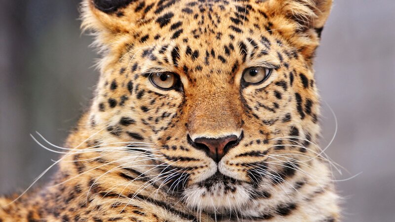 close-up of a leopard's face