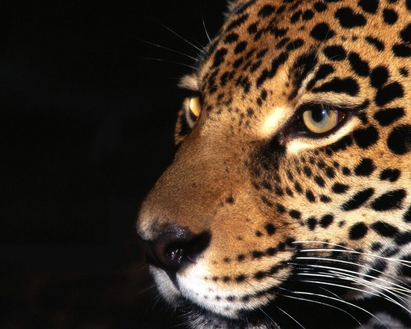 close-up of a leopard's face