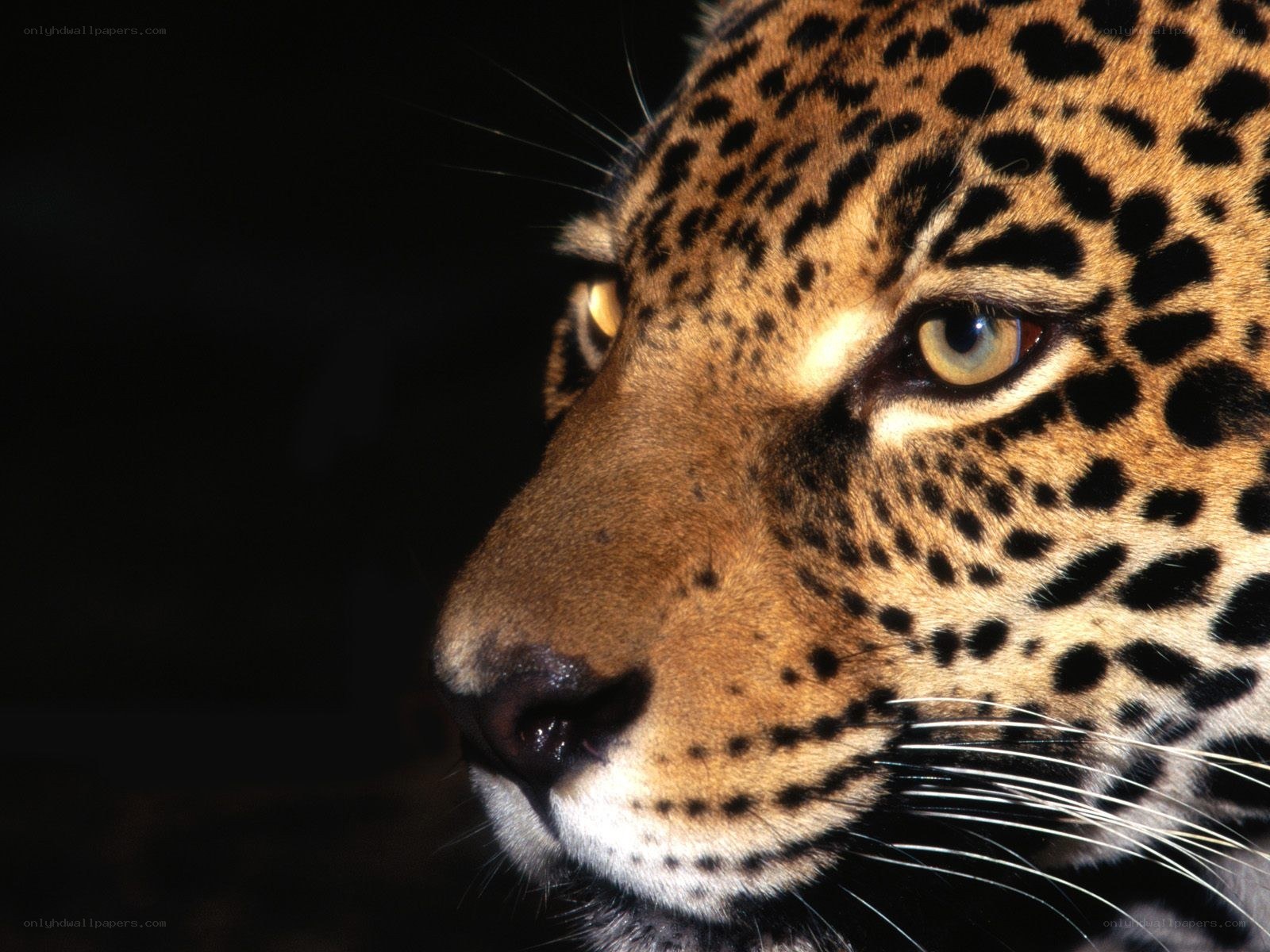 Close-up of a leopard's face