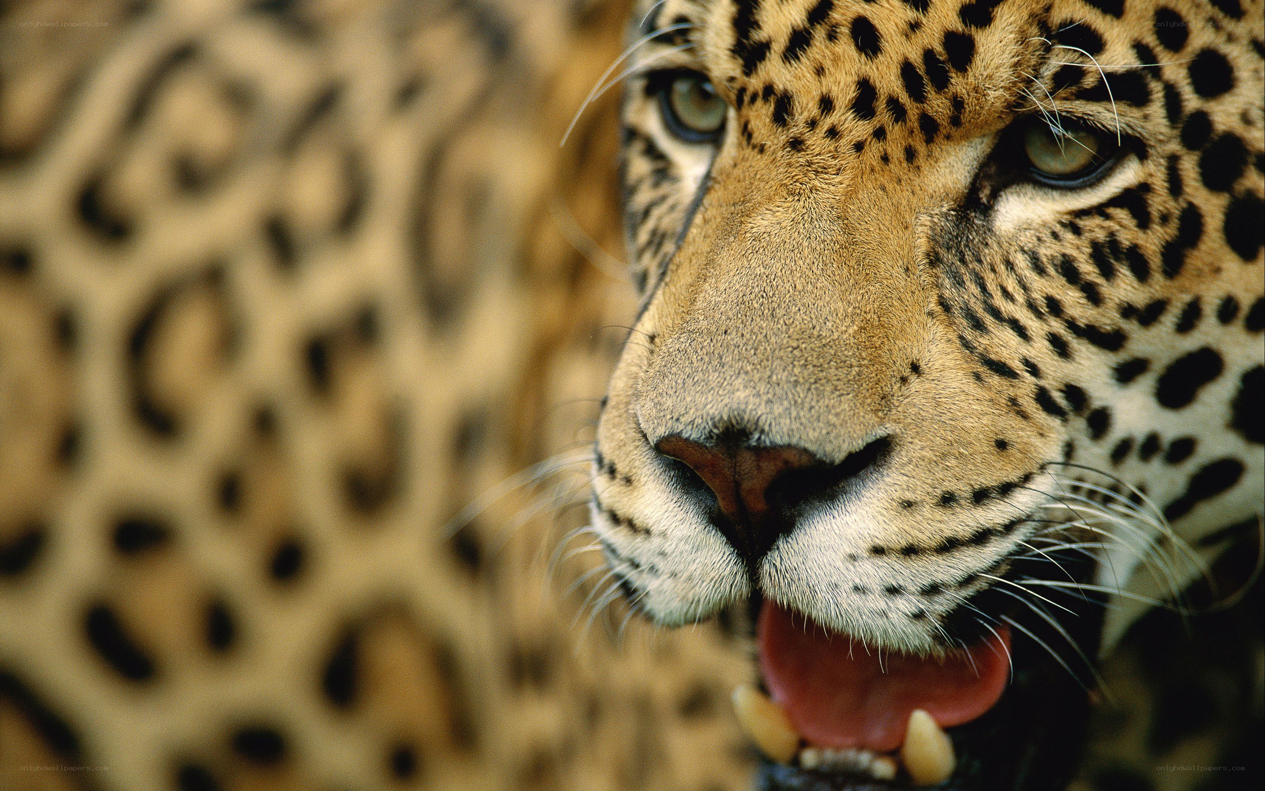 Close-up of a leopard's face