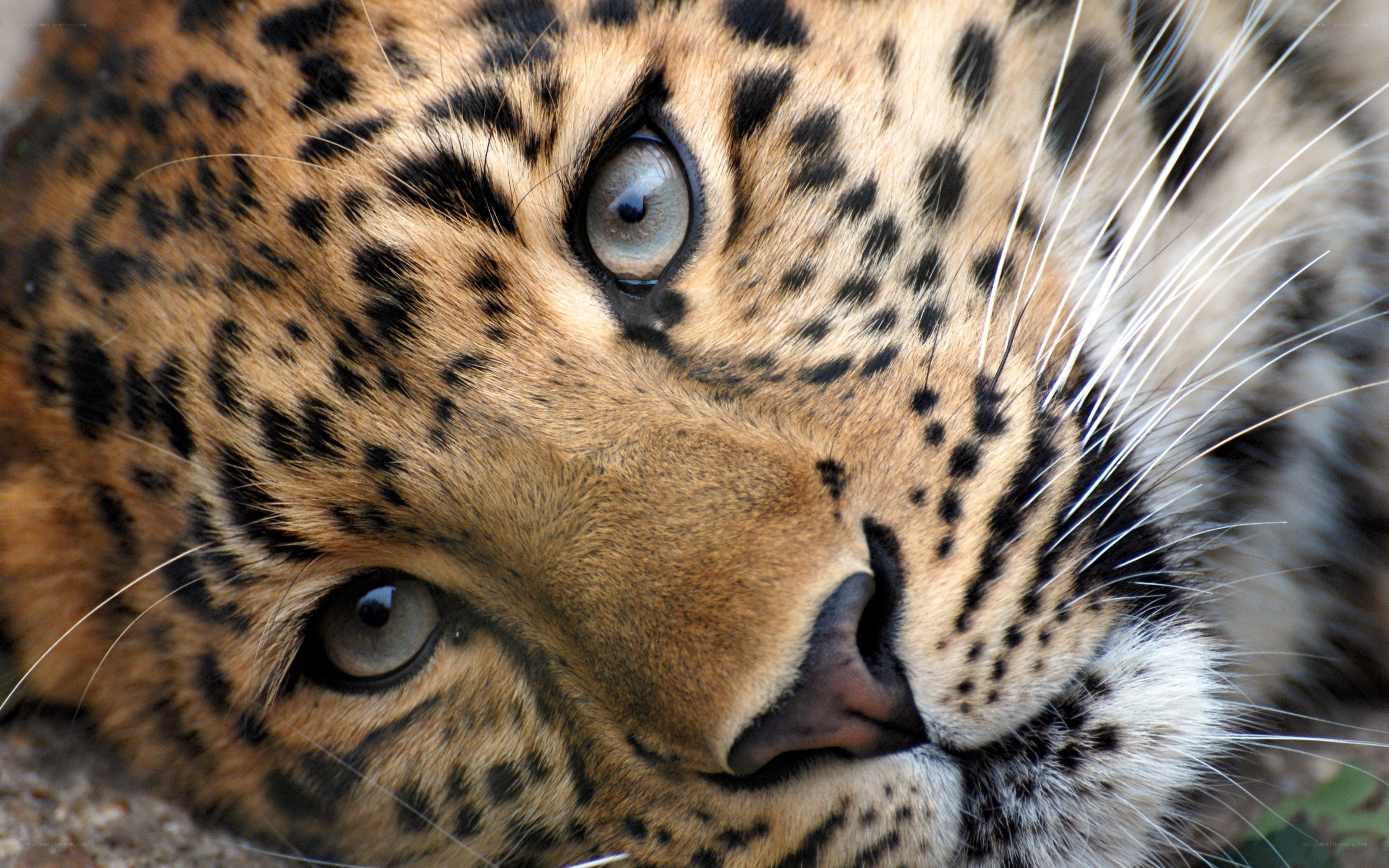 close-up of a leopard's face