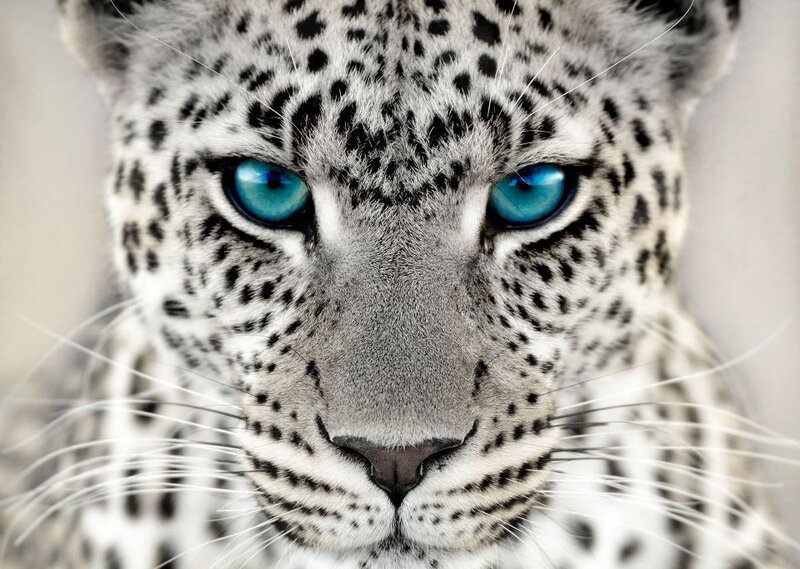 close-up of a leopard's face