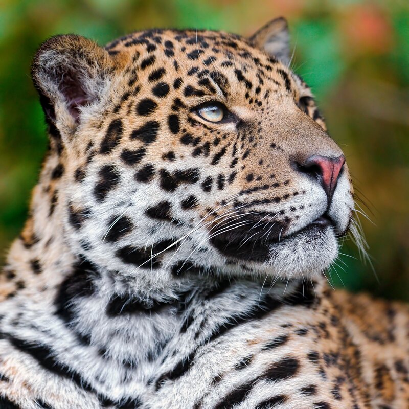 Close-up of a leopard's face