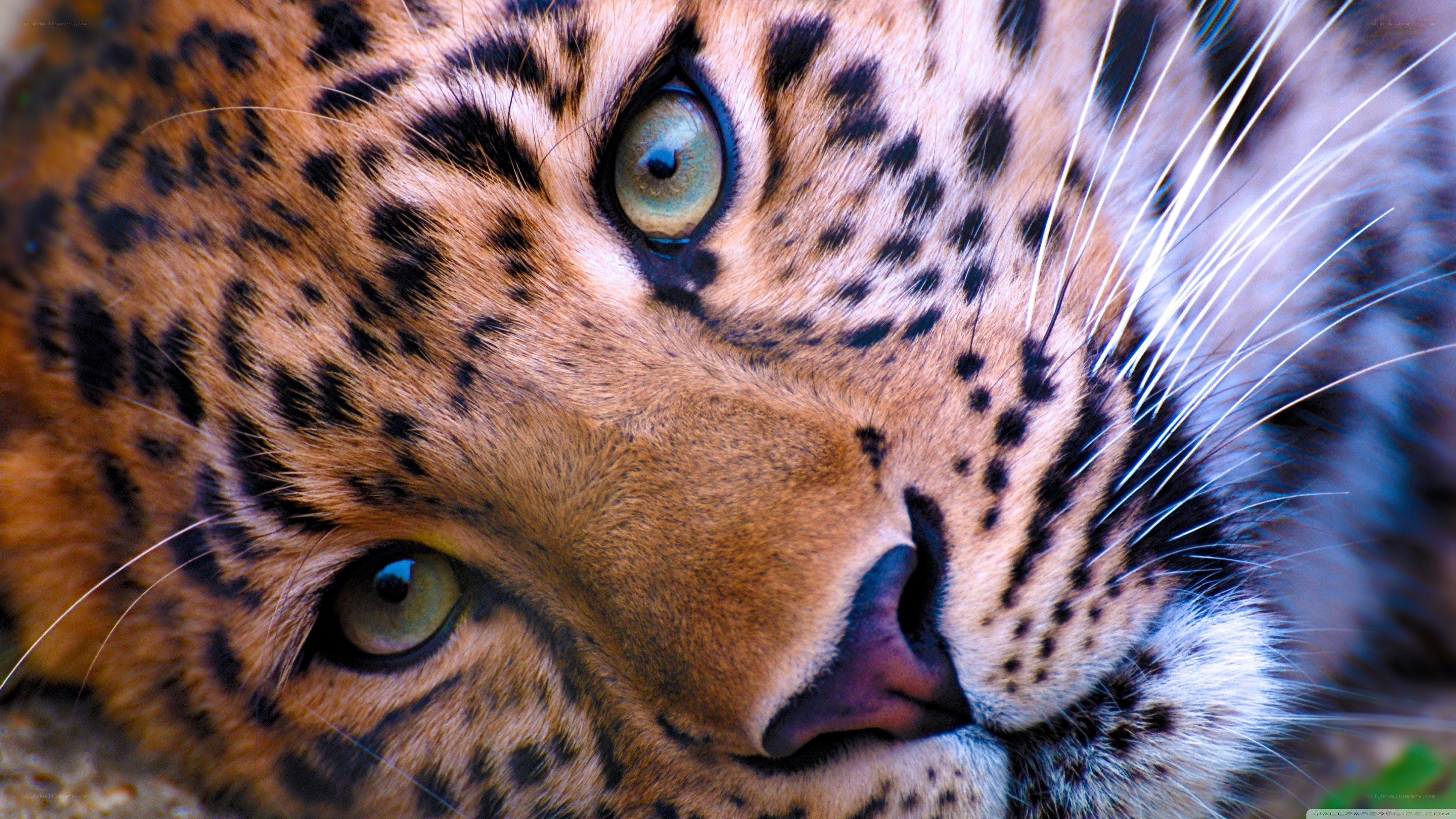 close-up of a leopard's face
