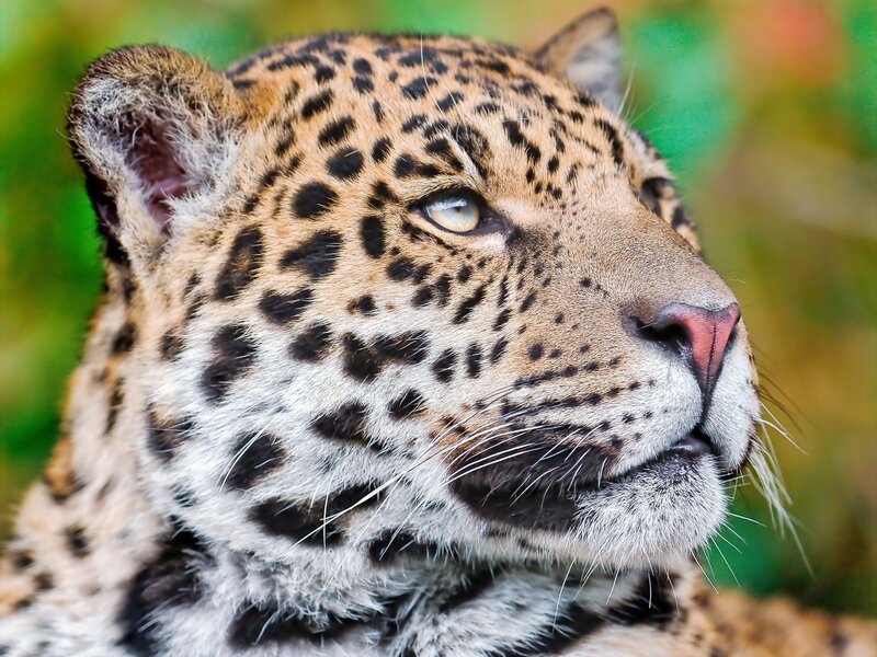 Close-up of a leopard's face