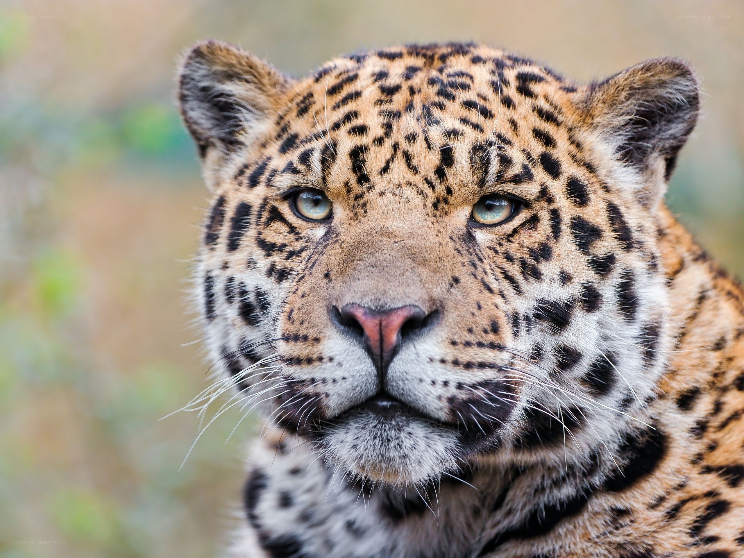 Close-up of a leopard's face