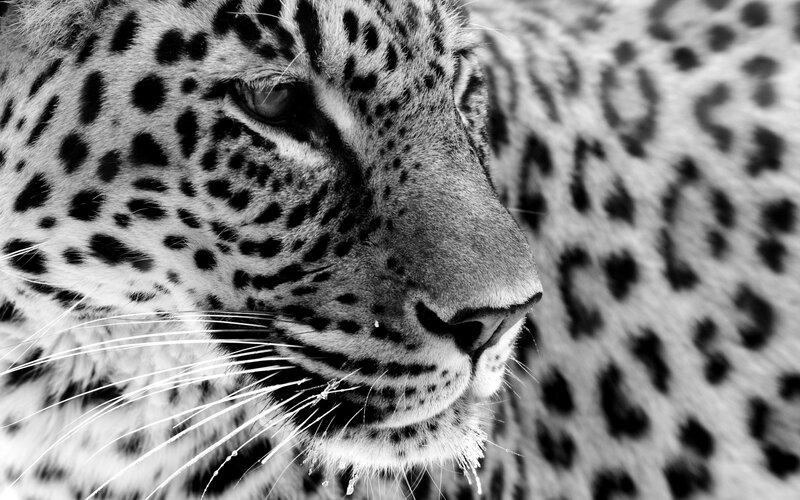 close-up of a leopard's face