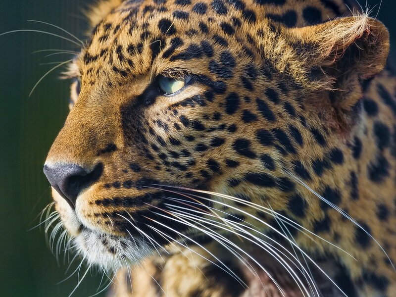 close-up of a leopard's face