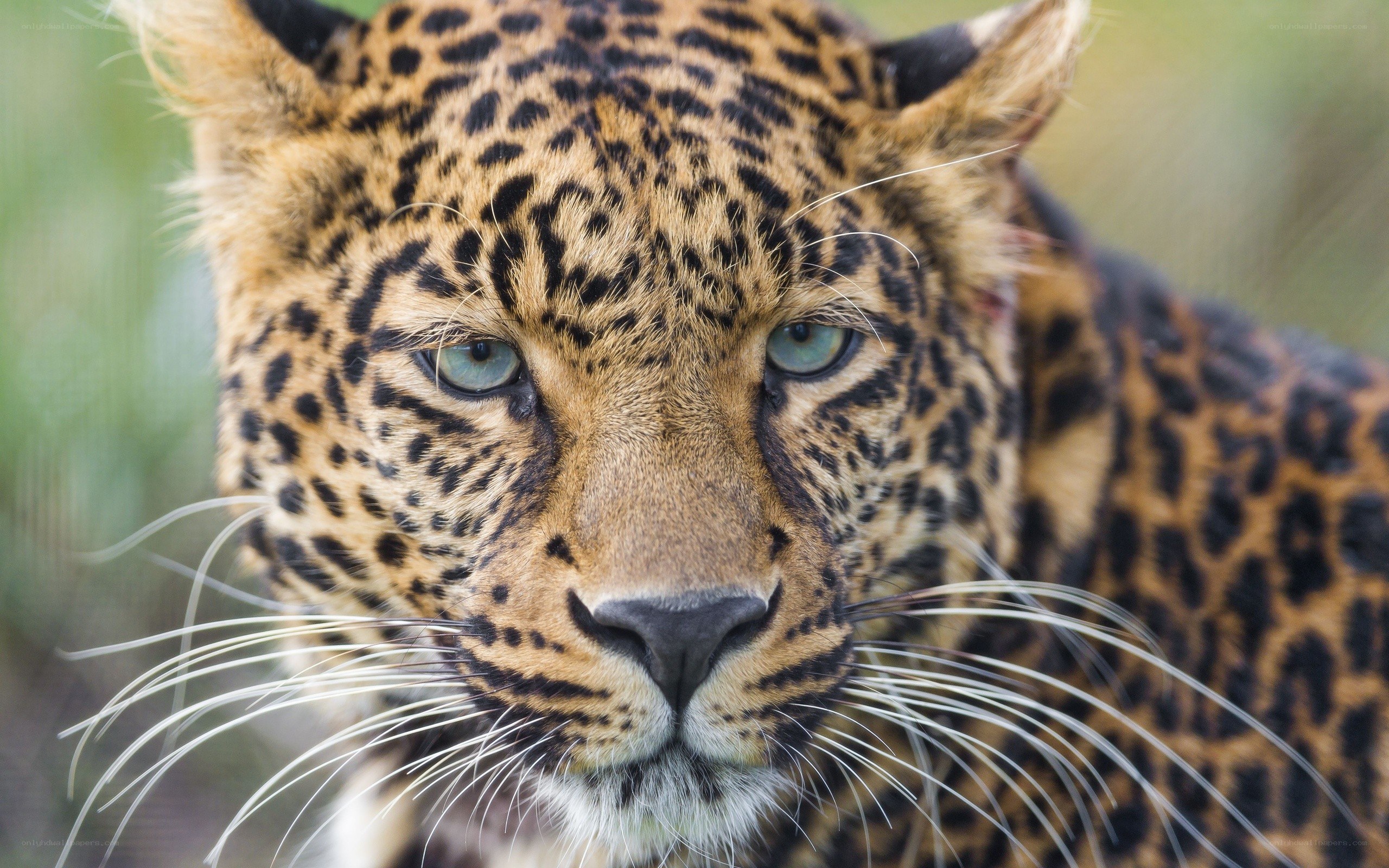 Close-up of a leopard's face
