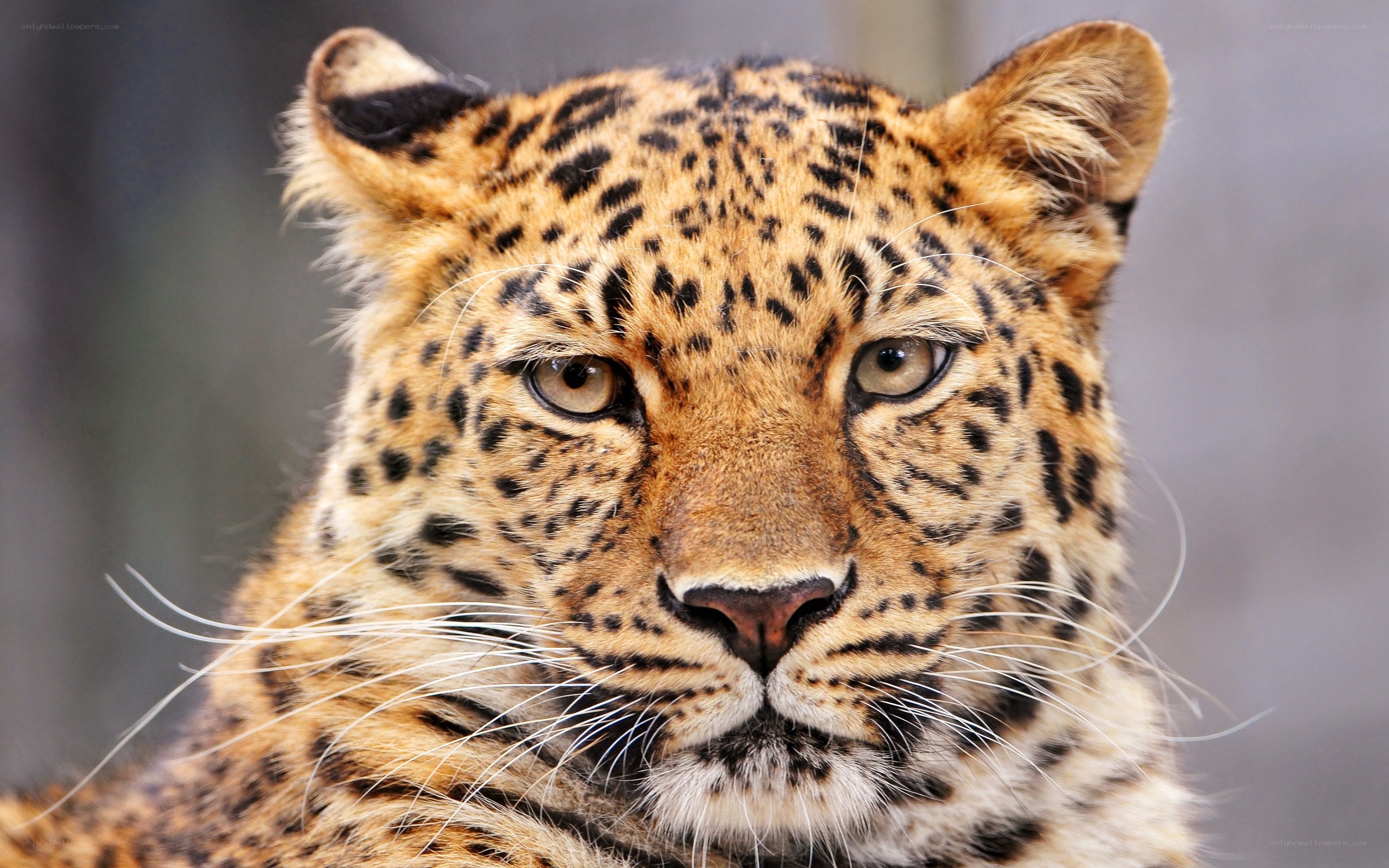Close-up of a leopard's face