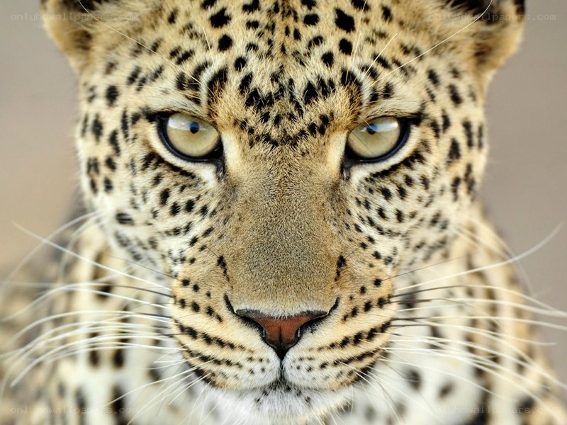 close-up of a leopard's face