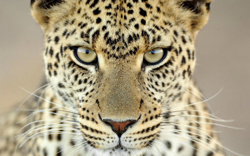 Close-up of a leopard's face