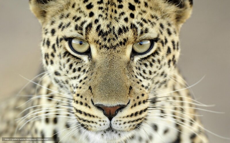 Close-up of a leopard's face