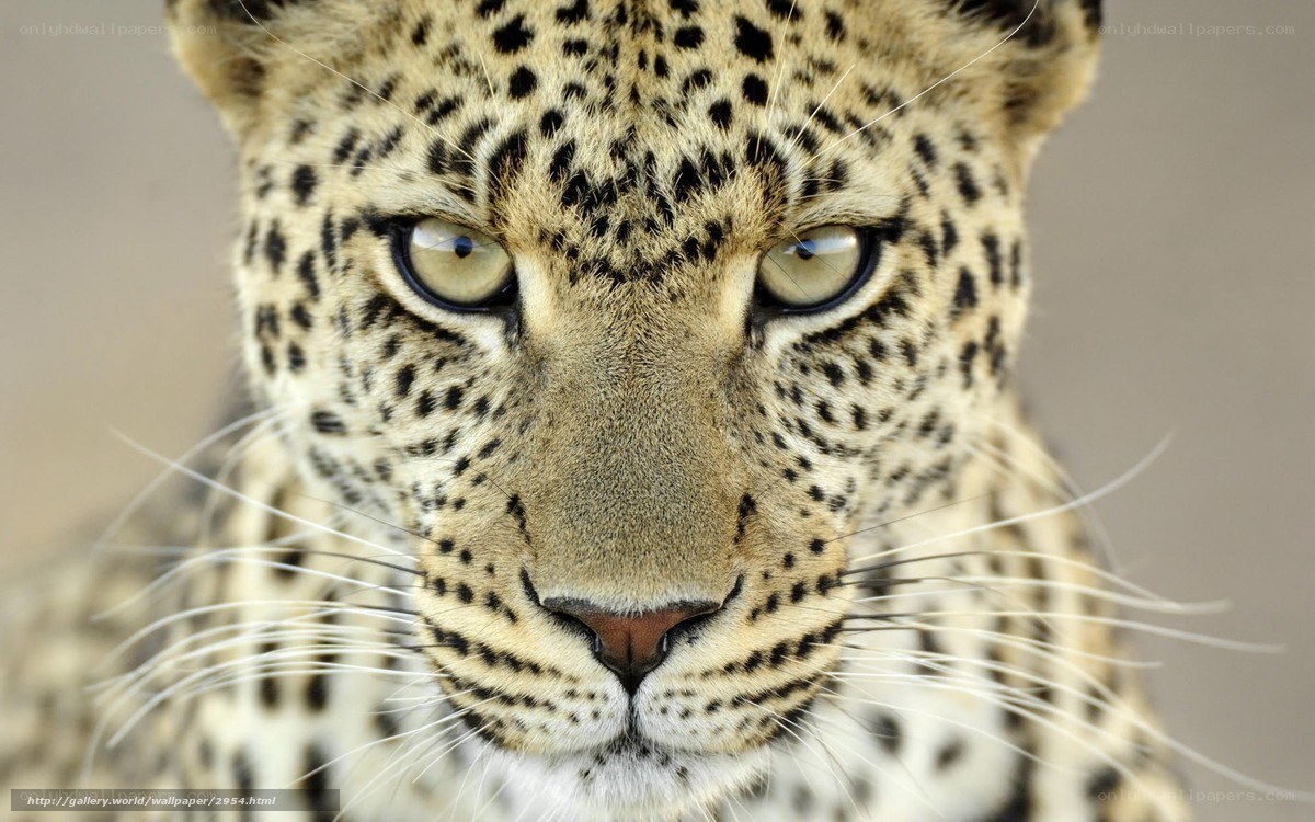 Close-up of a leopard's face