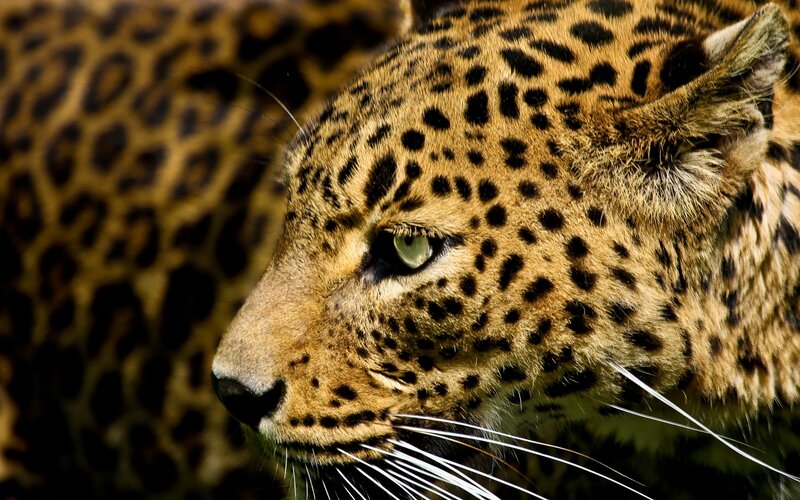 close-up of a leopard's head