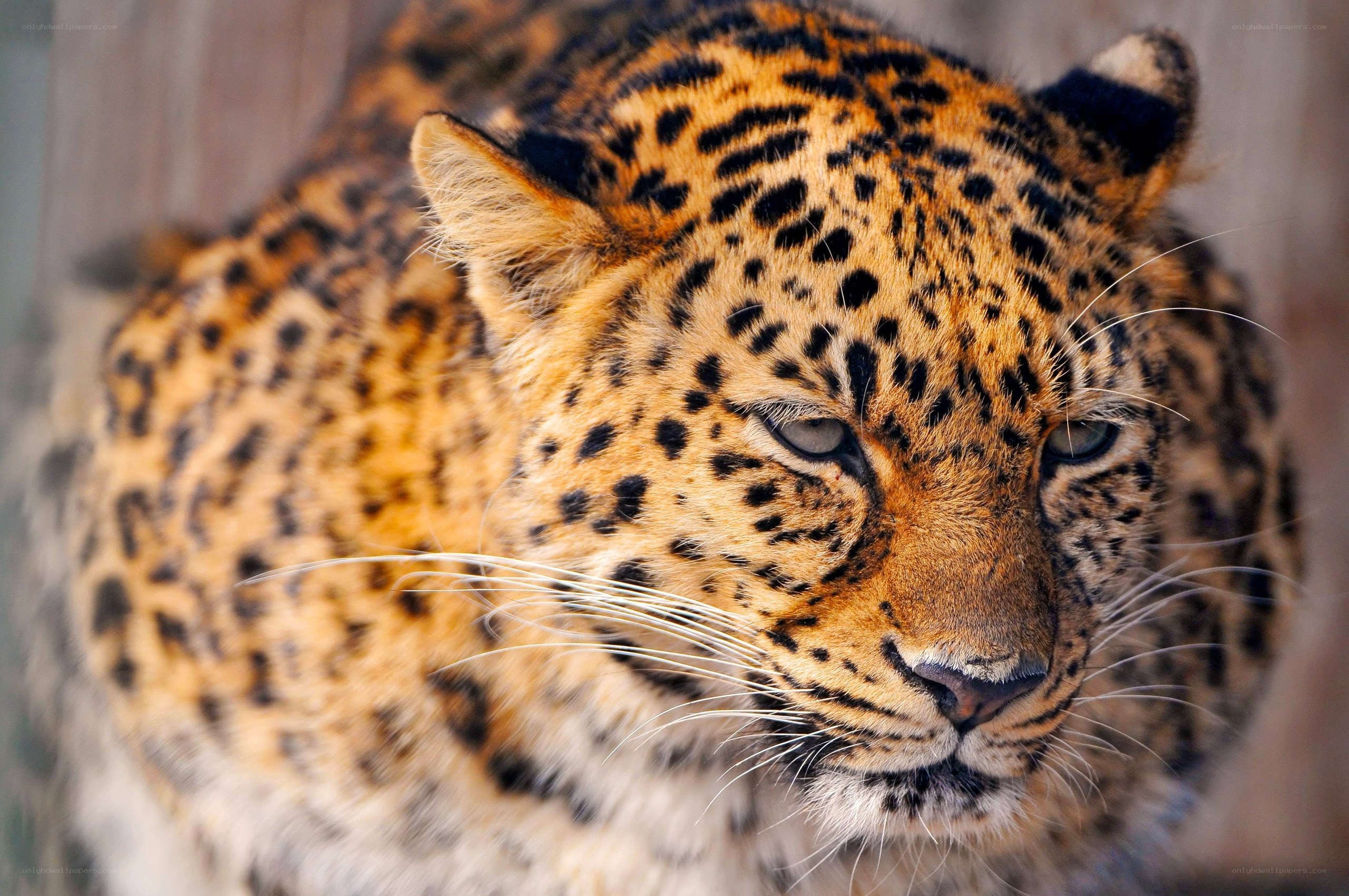 Close-up of a leopard
