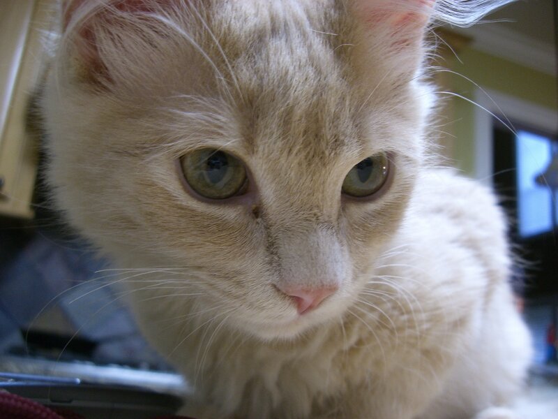 close-up of a light-colored cat