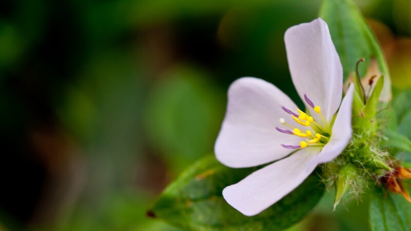 close-up of a light purple flower